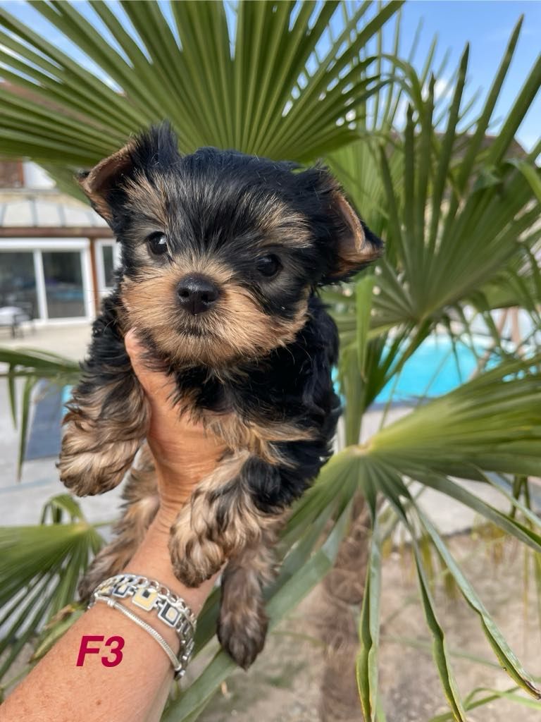 Issu Des Plus Beaux Joyaux - Chiots disponibles - Yorkshire Terrier